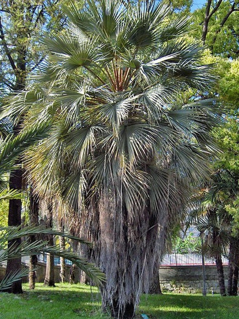 Brahea armata Blue Hesper Palm Gray Goddess 10 Seeds image 5