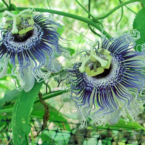 Byron Beauty Passionflower Seeds | Exotic Ornamental Vine (5 Seeds)