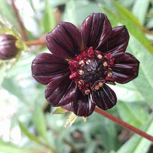 Cosmos atrosanguineus | Black Magic | Chocolate Cosmos | 5 Seeds