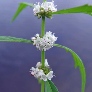 Lycopus americanus | American Bugleweed | Common Water Horehound | 20 Seeds