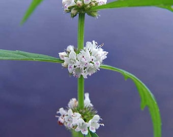 Lycopus americanus | American Bugleweed | Common Water Horehound | 20 Seeds