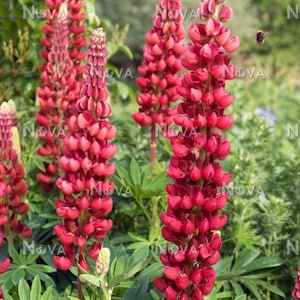 Lupinus polyphyllus | My Castle | Scarlet Red | 10 Seeds