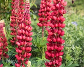 Lupinus polyphyllus | My Castle | Scarlet Red | 10 Seeds