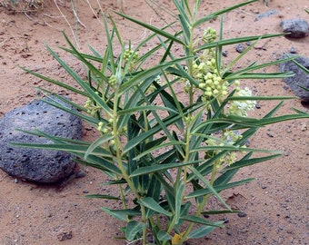 Asclepias labriformis | Utah Milkweed | 5 Seeds