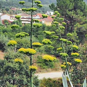 Agave americana | American Century Plant | Maguey | 10 Seeds