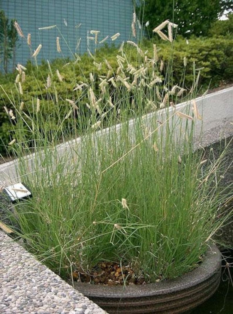 Bouteloua gracilis Blue Grama Eyebrow or Mosquito Grass 100 Seeds image 1