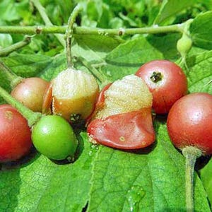 Muntingia calabura | Jamaican Cherry | Panama Berry | 250 Seeds