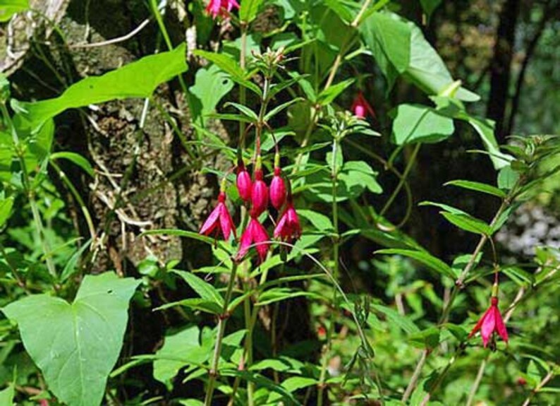 Fuchsia bracelinae 20 Seeds image 4