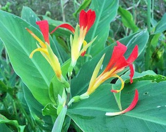 zz plant buy Zenzi / 