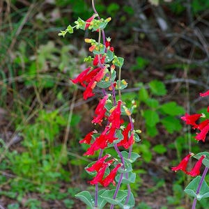 May include: A close-up of a red flowering plant with green leaves. The plant is growing in a natural setting with brown ground and green foliage in the background.