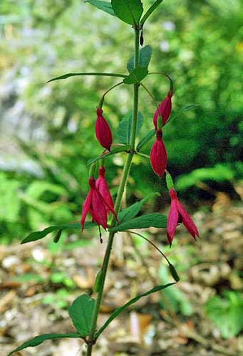 Fuchsia bracelinae 20 Seeds image 1