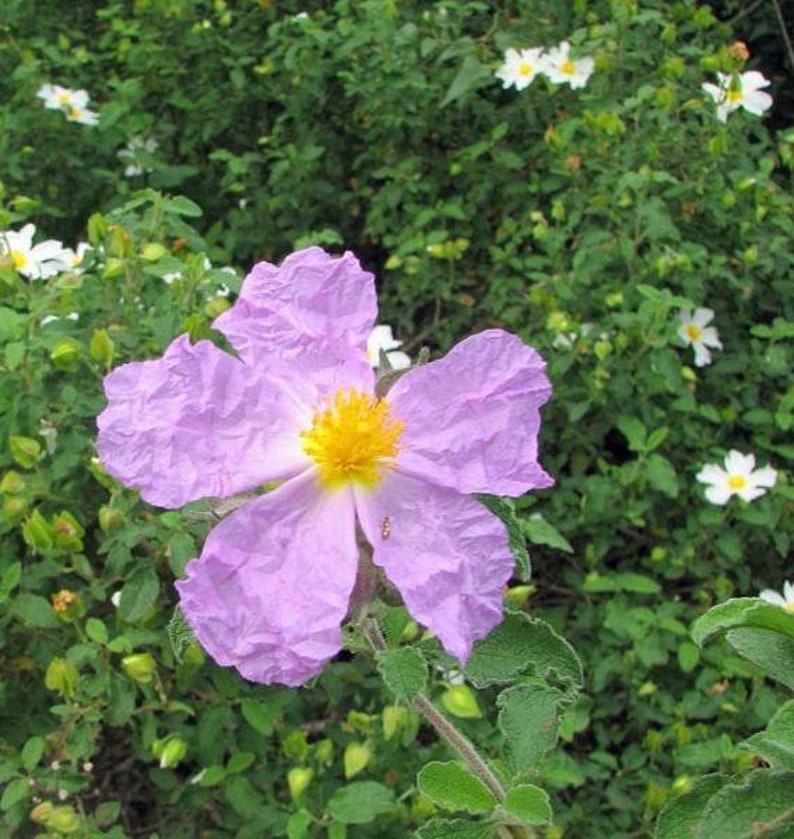 Cistus creticus Rock Rose Cretan Rockrose Hoary Rock-Rose 50 Seeds image 5