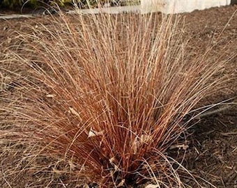 Carex buchananii | Red Rooster | Buchanans Sedge | 5 Seeds