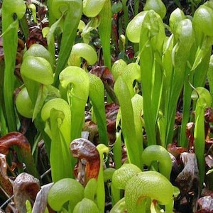 Darlingtonia californica | California Pitcher Plant | Cobra Lily | 20 Seeds image 1