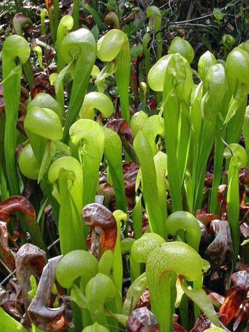 Darlingtonia californica | California Pitcher Plant | Cobra Lily | 20 Seeds image 1