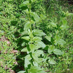 Scrophularia umbrosa Water Betony Water Figwort 50 Seeds image 3