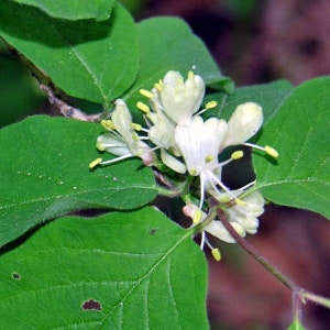 Lonicera xylosteum Dwarf or Fly Honeysuckle 25 Seeds image 6