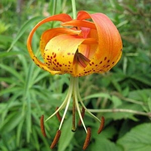 Lilium michiganense | Turks Cap Lily | Michigan Lily | 10 Seeds