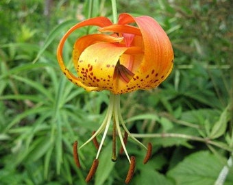 Lilium michiganense | Turks Cap Lily | Michigan Lily | 10 Seeds