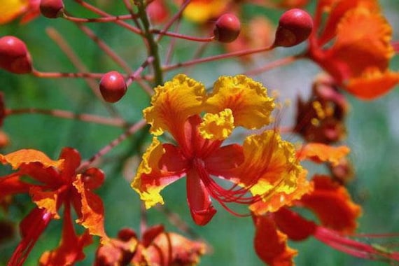 Caesalpinia pulcherma / Ave del Paraíso Mexicana / Flor de - Etsy España