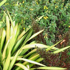 Phormium tenax | New Zealand Flax Yellow Wave | 20 Seeds