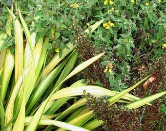 Phormium tenax | New Zealand Flax Yellow Wave | 20 Seeds