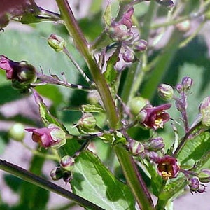 Scrophularia umbrosa Water Betony Water Figwort 50 Seeds image 1