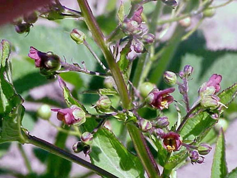 Scrophularia umbrosa Water Betony Water Figwort 50 Seeds image 1