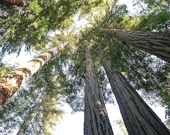 Sequoia sempervirens | Coast Redwood | 10 Seeds