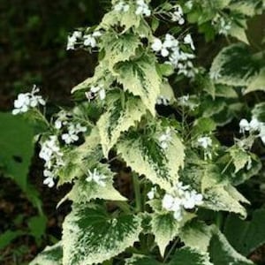 Lunaria annua alba variegated Honesty Money Plant Variegata Alba 5 Seeds image 4