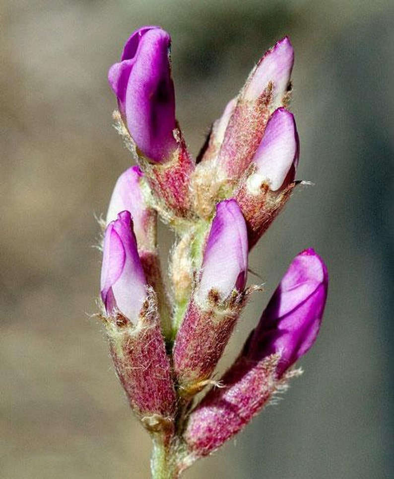 Oxytropis lambertii Purple Locoweed Lamberts Crazyweed 10 Seeds image 4