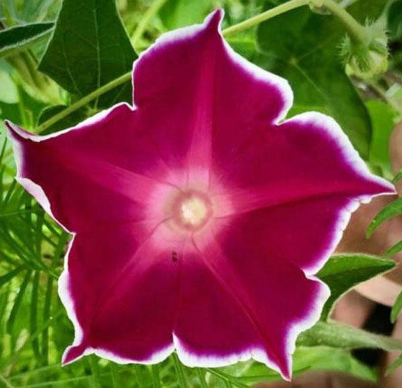 Ipomoea Nil Red Picotee Japanese Morning Glory 5 Seeds Etsy