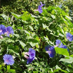 Ipomoea purpurea | Purple or Tall Morning Glory | 10 Seeds image 3