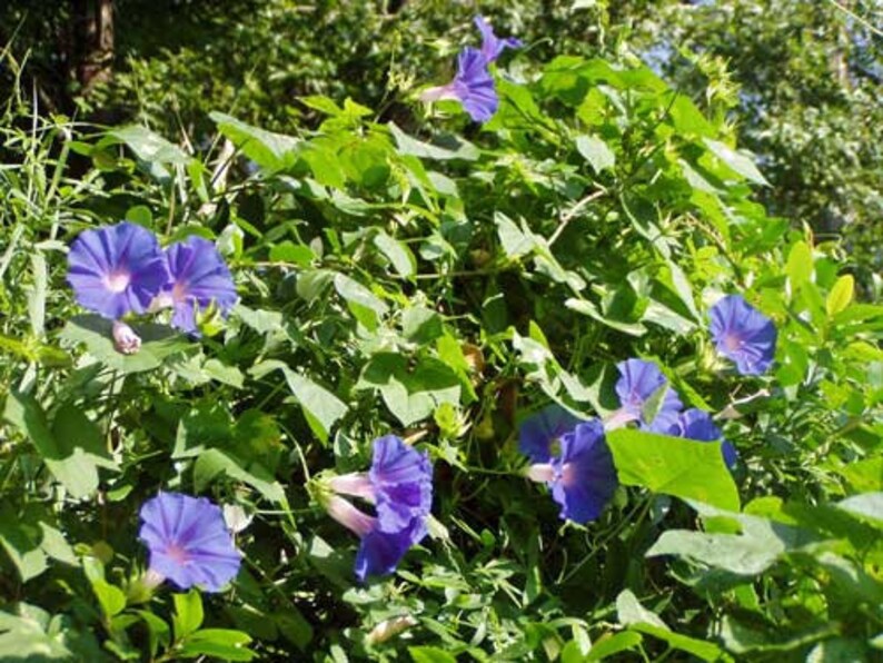 Ipomoea purpurea | Purple or Tall Morning Glory | 10 Seeds image 3