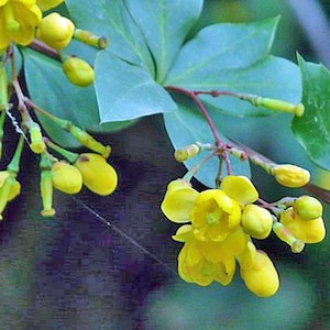 May include: Close-up of a plant with bright yellow flowers and green leaves. The flowers are small and clustered, with a delicate appearance. The leaves are a muted green, providing a contrasting backdrop to the vibrant blooms. The image is well-lit, highlighting the details.