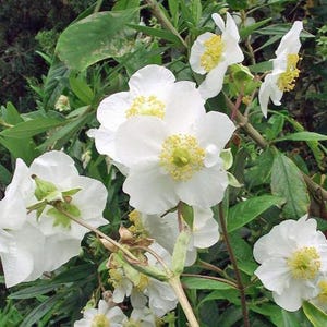 Carpenteria californica | Bush or California Anemone | 50 Seeds