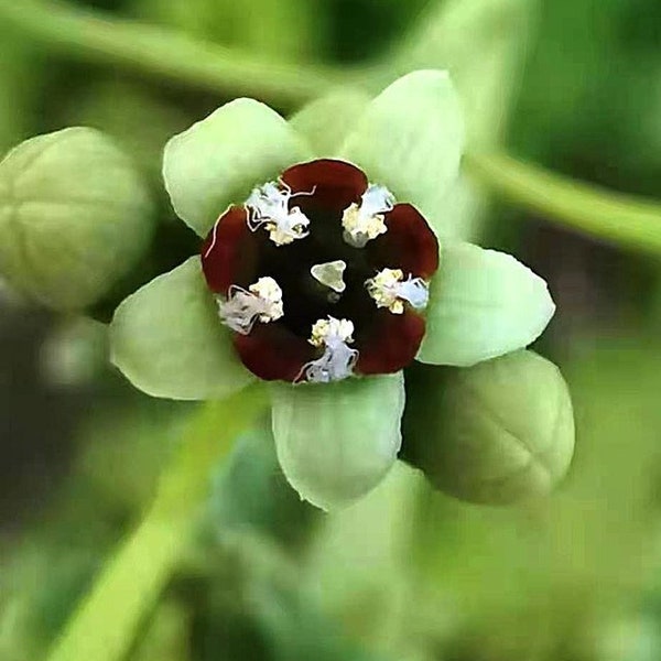 Santalum album | Chandana | Indian or White Sandalwood | 10 Seeds