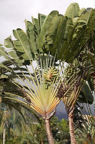 Ravenala madagascariensis, Fan Plantain, Travellers Palm, 10 Seeds