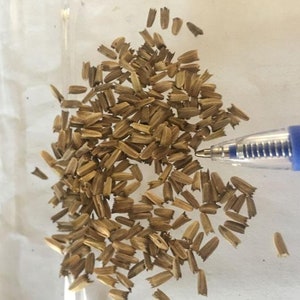 May include: A close-up image of a pile of light brown seeds. The seeds are small and elongated, with a slightly pointed tip. There is a blue pen in the background.