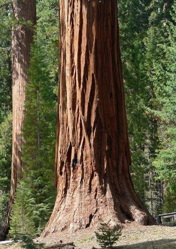 Sequoiadendron giganteum | Giant Sequoia | 25 Seeds - Etsy 日本