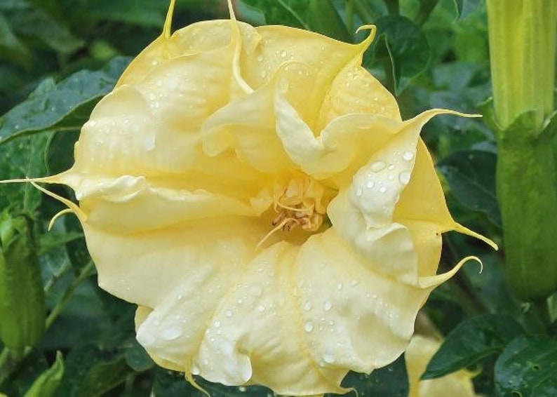 Seeds Bulbs Golden Queen 5 Seeds Perennial Datura Yellow Double Perennial Seeds Plants Seeds Bulbs