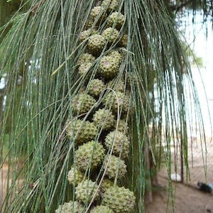 Casuarina equisetifolia subsp. incana Horsetail Casuarina 25 Seeds image 6