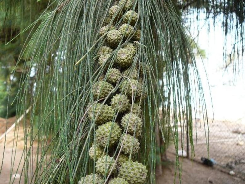 Casuarina equisetifolia subsp. incana Horsetail Casuarina 25 Seeds image 6