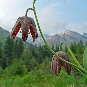 Fritillaria affinis | Checker or Chocolate Lily | Mission Bells | 10 Seeds