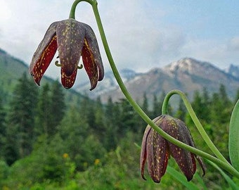 Fritillaria affinis | Checker or Chocolate Lily | Mission Bells | 10 Seeds