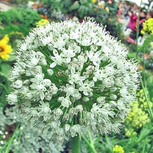 Allium fistulosum | Japanese Bunching or Welsh Onion | 5 Seeds
