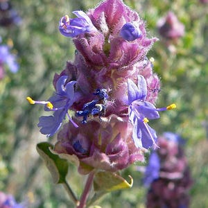 May include: A close-up of a purple flower with blue petals and yellow pollen. The flower is in bloom and has a fuzzy texture.