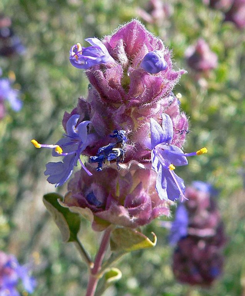 May include: A close-up of a purple flower with blue petals and yellow pollen. The flower is in bloom and has a fuzzy texture.