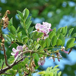 Gliricidia sepium | Quick Stick | 10 Seeds