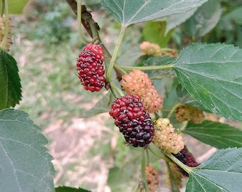 Morus alba | White Mulberry | 40 Seeds